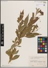 Foto von Salix excelsa S. G. Gmel.
